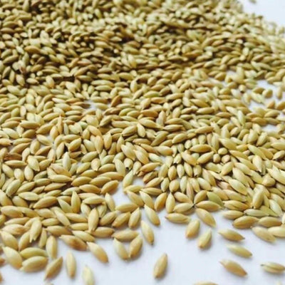 Canary Seeds Organic Bird Food, 100% Natural Whole Grain, for Pet Birds