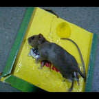 Reusable Expert Mouse & Rat Glue Trap