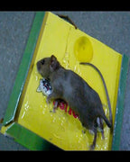 Glue Trap, Heavy Duty Sticky, for Mouse Rat and Insect Catcher