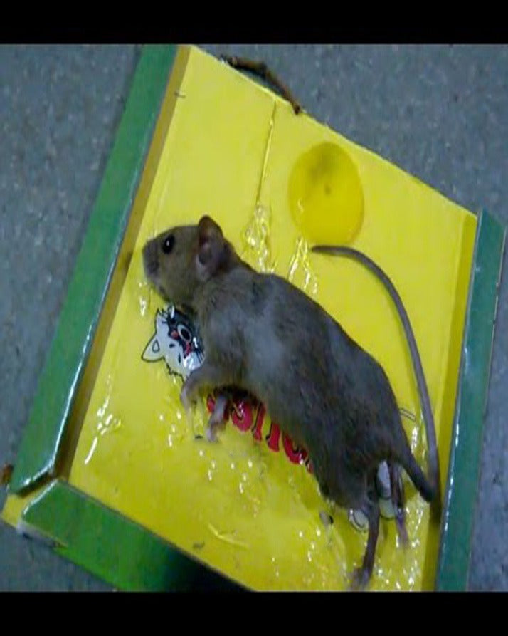 Glue Trap, Heavy Duty Sticky, for Mouse Rat and Insect Catcher