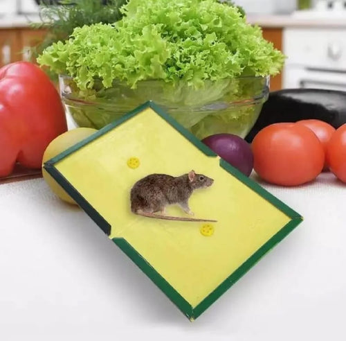 Non Toxic Folding Glue Boards for Mice Rats and Crawling Insects