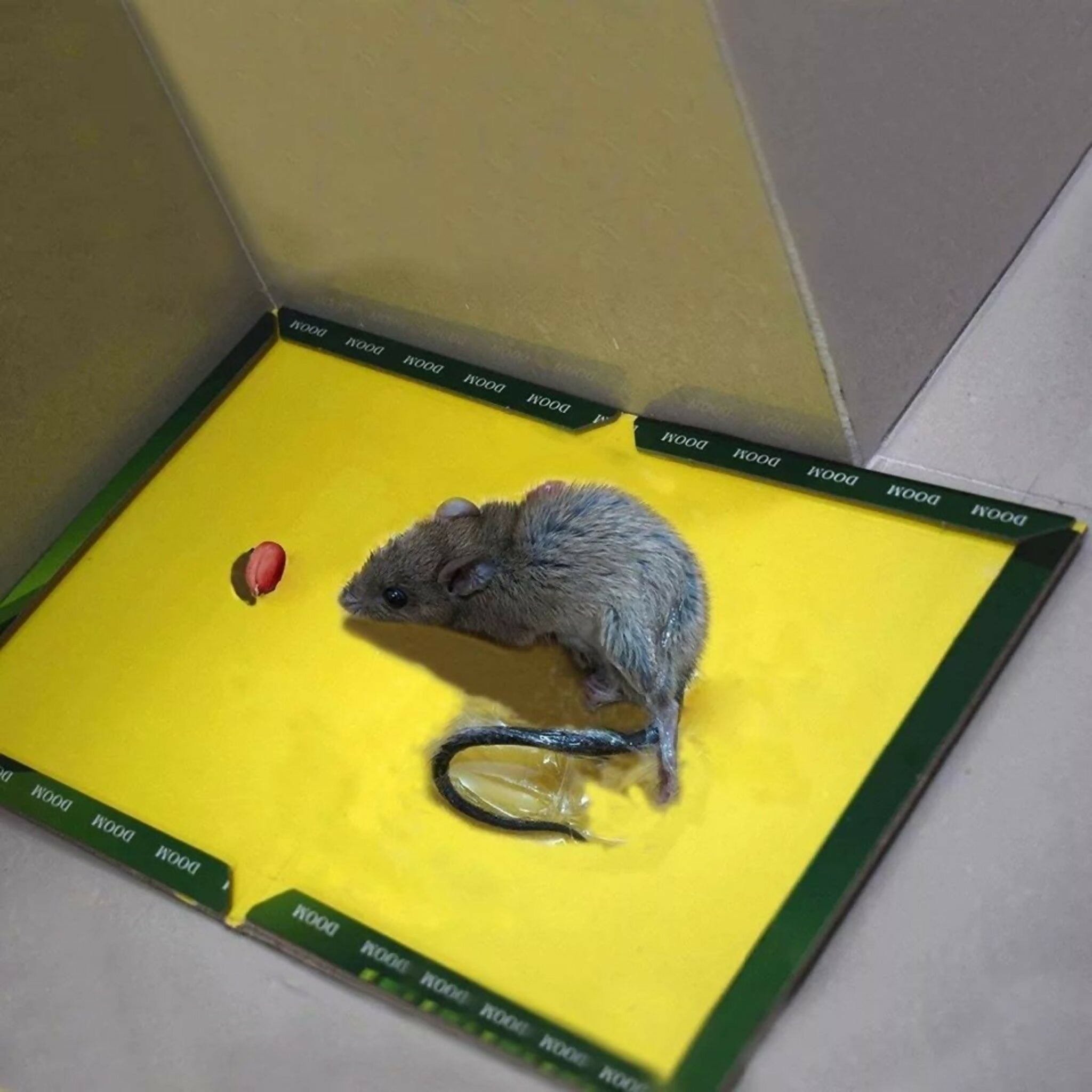 Reusable Expert Mouse & Rat Glue Trap